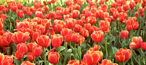 チューリップの花 — ストック写真