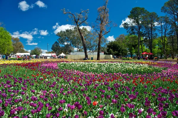 Kwiat tulipany festiwalu: floriade — Zdjęcie stockowe
