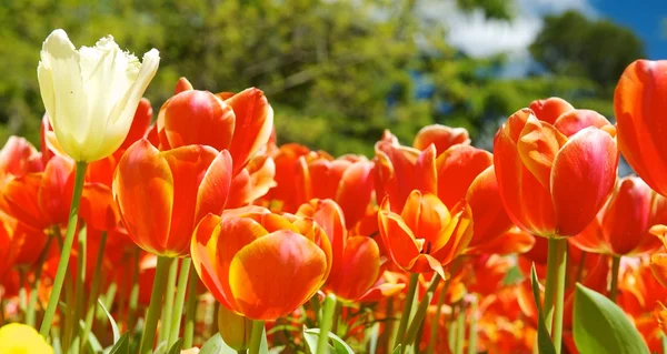 チューリップの花 — ストック写真