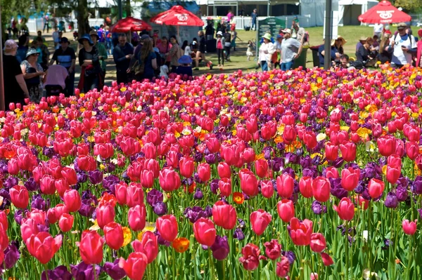 Blossom tulpaner på floriade festival — Stockfoto