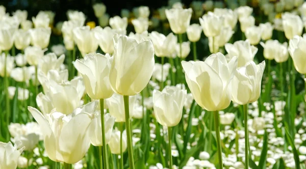 Hermosos tulipanes blancos — Foto de Stock