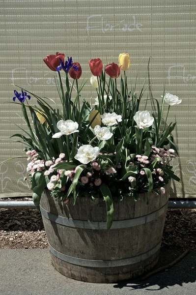 Flowers in wooden barrel. — Stock Photo, Image