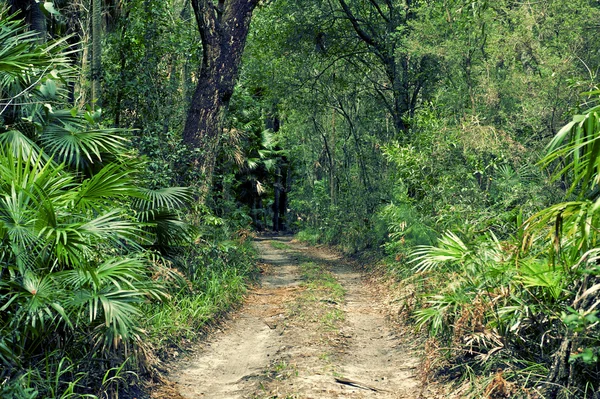 Forest road — Stockfoto