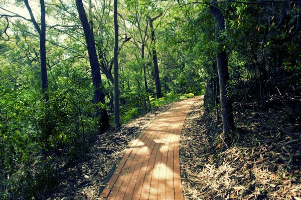 Trail im Tomaree Nationalpark — Stockfoto