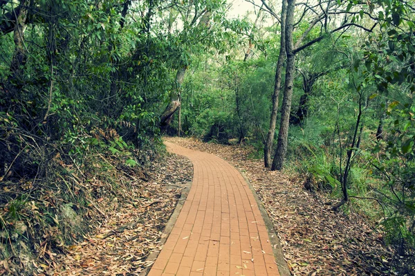 Szlak w tomaree national park — Zdjęcie stockowe