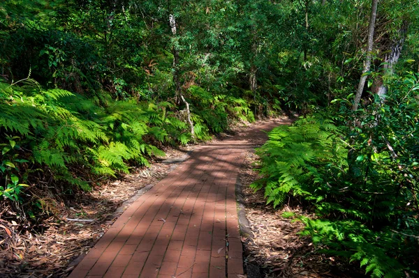 Trail im Tomaree Nationalpark — Stockfoto