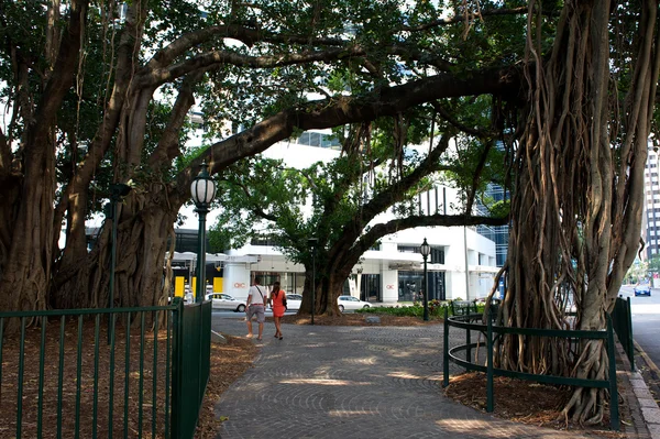 Park w Brisbane — Zdjęcie stockowe