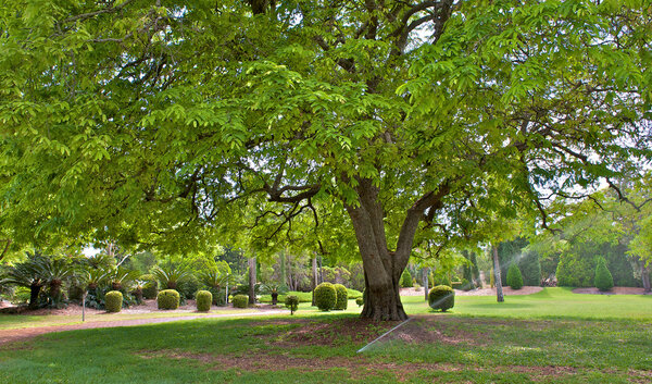 Tree in park, sunny summer day