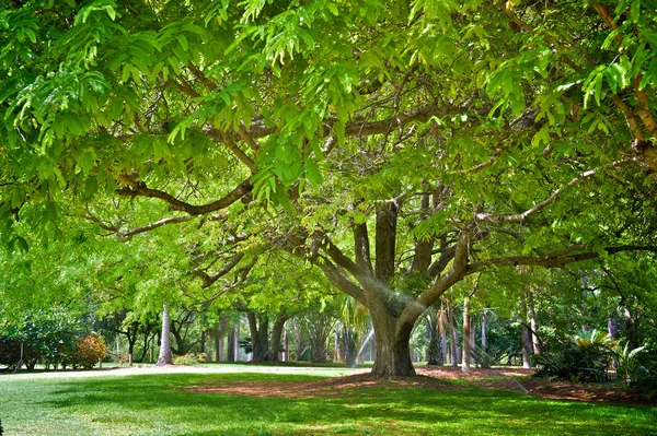 Boom in park — Stockfoto