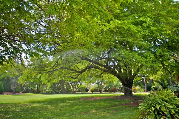 公园中的树 — 图库照片