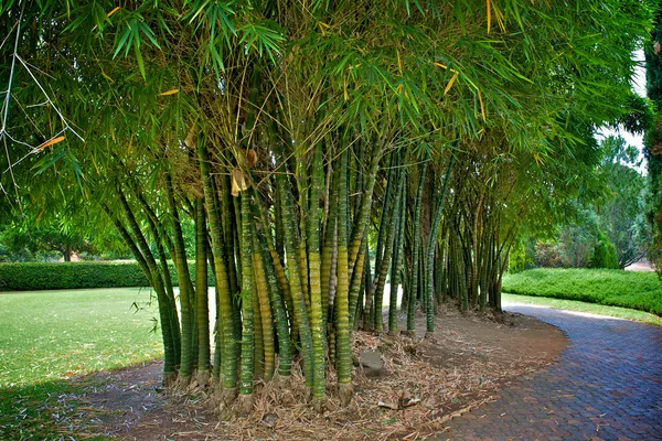 Bambu no parque — Fotografia de Stock