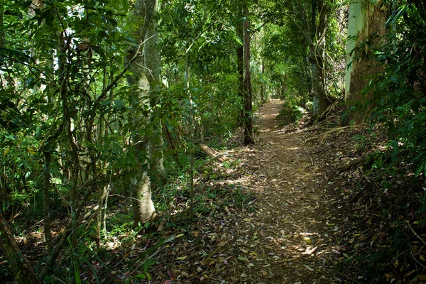 Bosque lluvioso —  Fotos de Stock