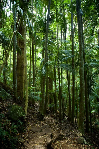 Paesaggio forestale — Foto Stock