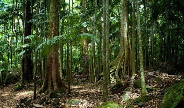 Forest landscape — Stock Photo, Image