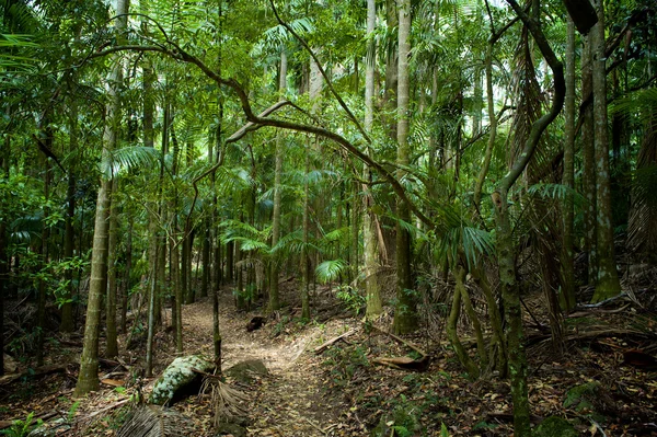 Forest landscape — Stock Photo, Image