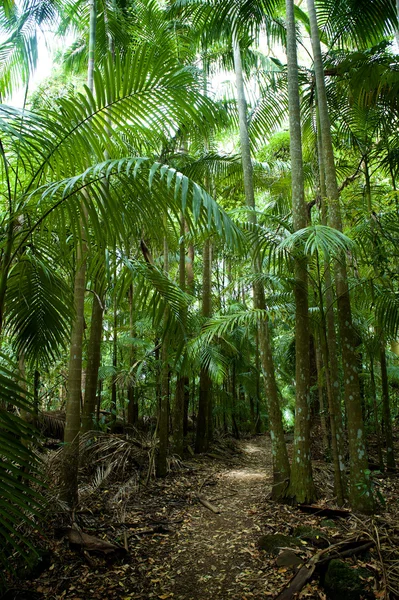 Forest landscape — Stock Photo, Image