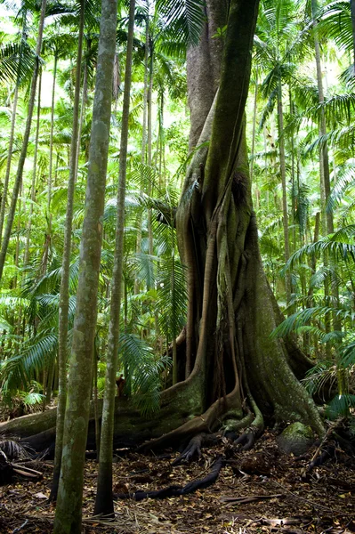 Forest landscape — Stock Photo, Image