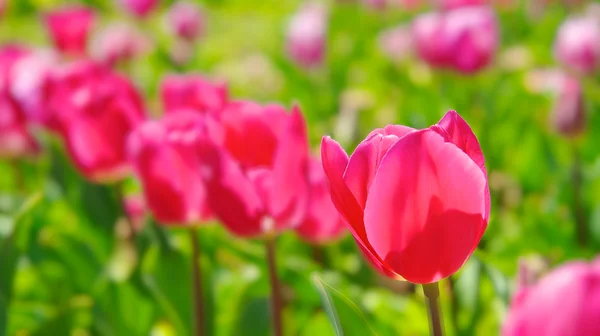 Розовый тюльпан — стоковое фото