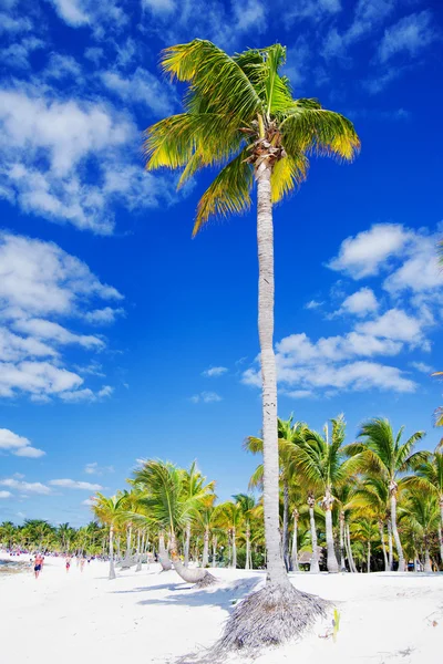 Palm tree — Stock Photo, Image