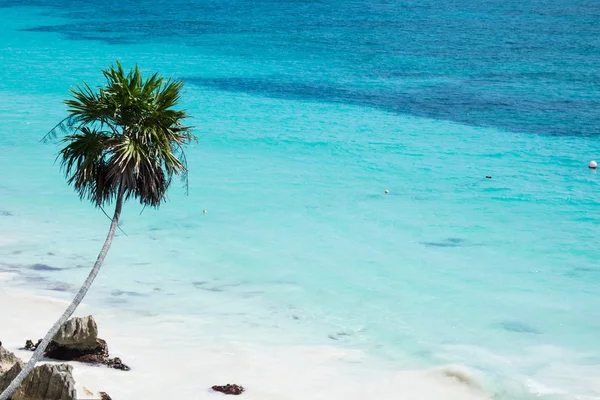 Palm tree — Stock Photo, Image