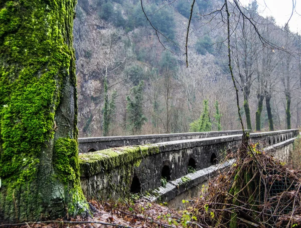 Arbre avec vert Images De Stock Libres De Droits