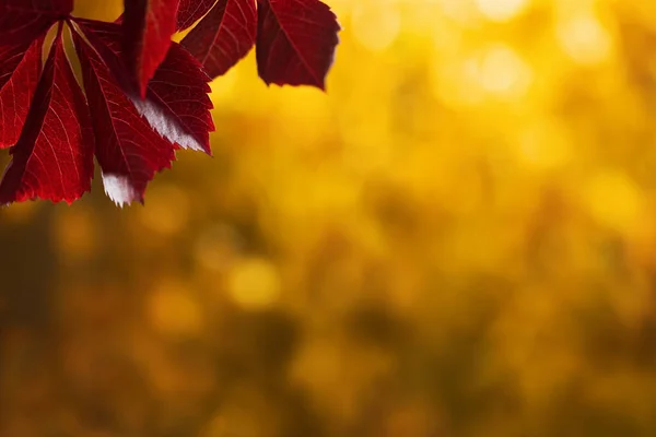 Fundo de outono natural bonito com folhas coloridas e árvores embaçadas no parque. Vazio para design, cartões postais ou publicidade — Fotografia de Stock