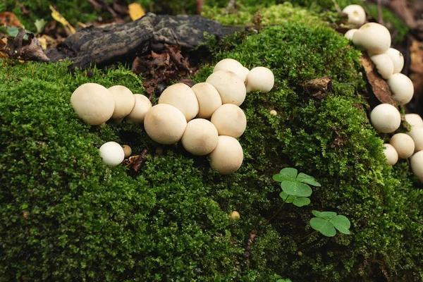食用ライコドンキノコのグループは、パフボールとして知られている森の中の木の切り株に成長します。 — ストック写真