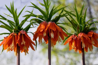 Kraliyet çiçekleri, Kaisers tacı, Fritillaria imparatorluğu bahçede, yakın plan, seçici odaklanma.