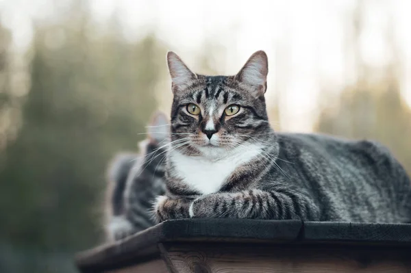 타비 고양이는 걷는 동안 나무 탁자 위에 누워 있다. 선택적 초점 — 스톡 사진