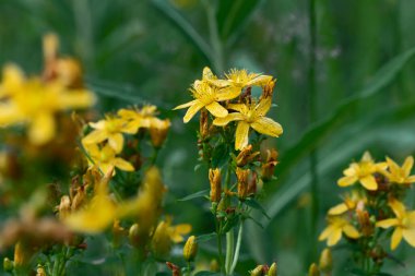 Sarı çiçekler. St. Johns otlakta otlar. Seçici bir odak noktası.