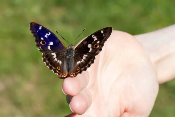 美丽的蝴蝶栖息在女孩的指尖上，选择性地专注，蓝色的光泽张开的翅膀，选择性地专注 — 图库照片