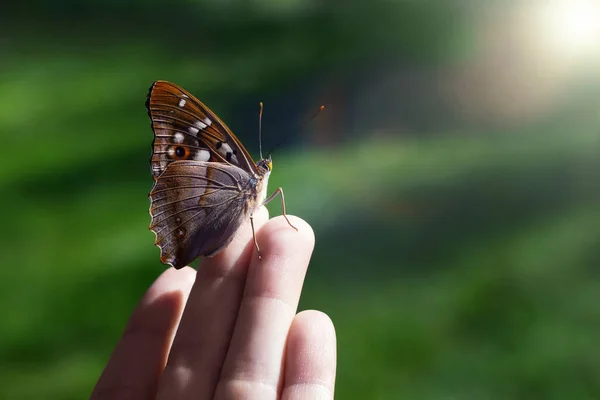 Vacker fjäril sitter på flickornas fingertoppar, selektivt fokus — Stockfoto