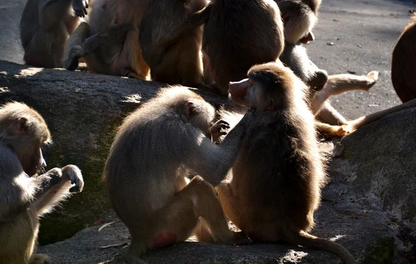 Monos. —  Fotos de Stock