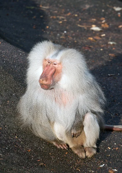 Monkeys — Stock Photo, Image