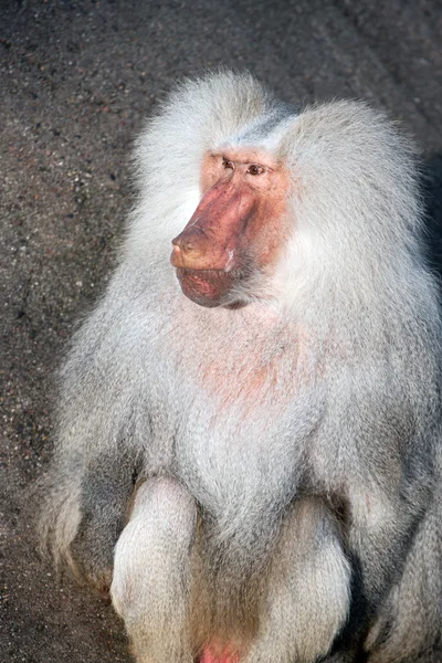 Monos. —  Fotos de Stock