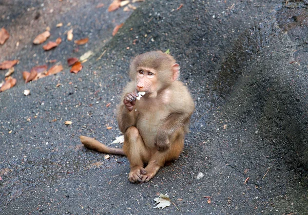 Monos. —  Fotos de Stock