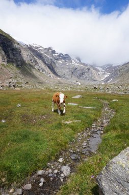 Avusturya 'daki Hohe Tauern Ulusal Parkı