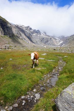 Avusturya 'daki Hohe Tauern Ulusal Parkı