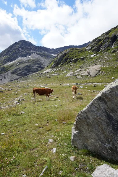 Avusturya 'daki Hohe Tauern Ulusal Parkı