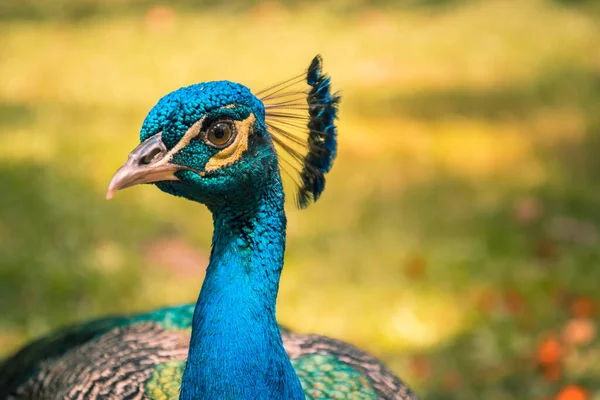Peacock One Most Beautiful Elegant Birds — Stock Photo, Image