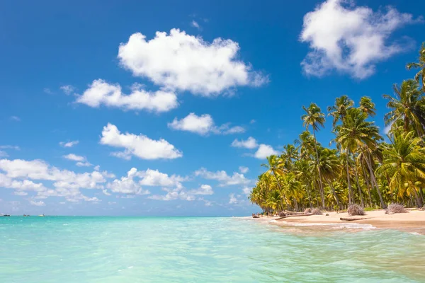 Uma Bela Praia Costa Nordeste Brasil Cidade Maragogi — Fotografia de Stock