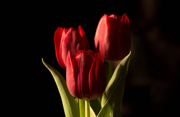 Detail Van Tulpen Met Zonlicht — Stockfoto