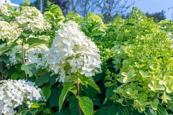 Hydrangea 현수막의 스러운 결혼식 꽃다발예쁘네 신경증 — 스톡 사진