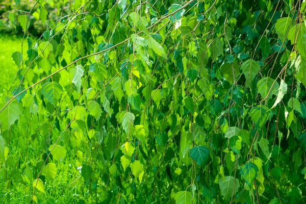 Natural Background Botanical Pattern Beautiful Fresh Green Leaves Birch Graphic — Stock Photo, Image