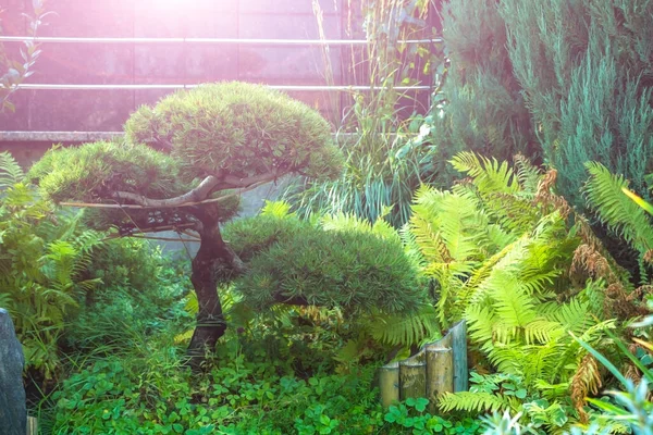Nivaki Atau Garden Bonsai Taman Sity Pemandangan Dengan Pohon Pinus Stok Foto