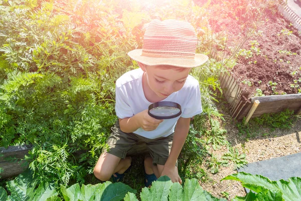 Adorable Niño Pequeño Sombrero Paja Mirar Hojas Plantas Verdes Con — Foto de Stock