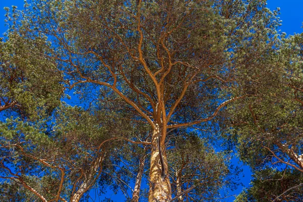 Fák Fentről Lefelé Perspektívából Kilátás Fenyő Törzs Ágak Napsütéses Téli — Stock Fotó