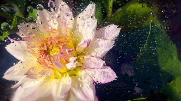 Uma Flor Dália Branca Rosa Abaixo Vidro Com Baixas Água — Fotografia de Stock
