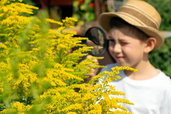 焦点を当てずにぼやけた 藁帽子の愛らしい小さな子供の男の子は 緑色の植物の葉と虫眼鏡で花を見ています 子供の観察 自然と環境を探索する 早い開発と技術 ストック画像