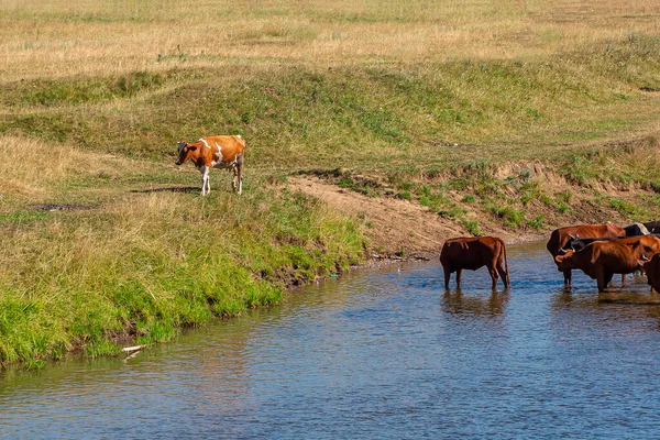 Cows Graze Banks River Watering Hole Pasture Black White Ginger — Stock Photo, Image